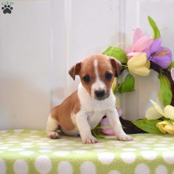 Mike, Jack Russell Terrier Puppy