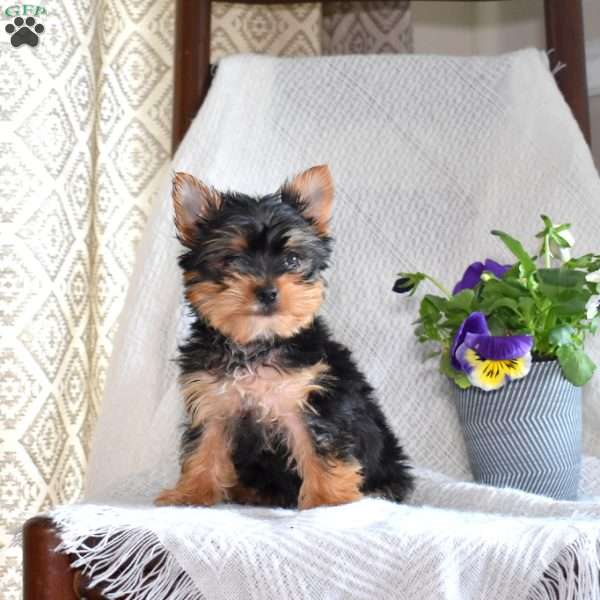 Mike, Yorkie Puppy
