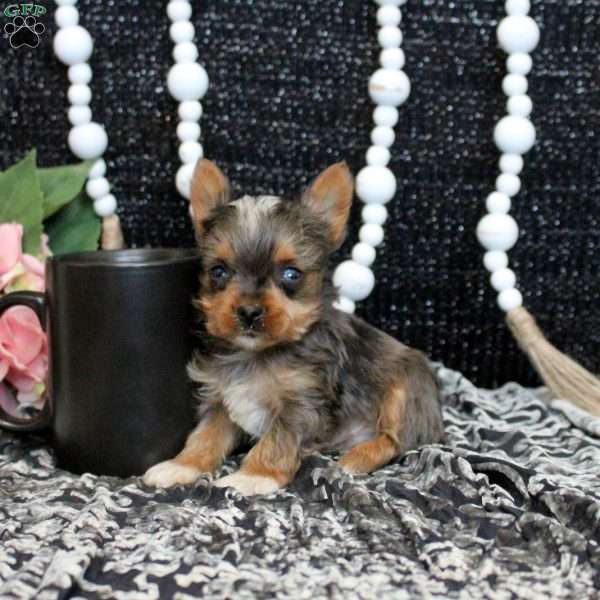 Mike, Yorkie Puppy