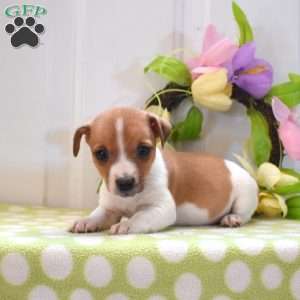 Mike, Jack Russell Terrier Puppy