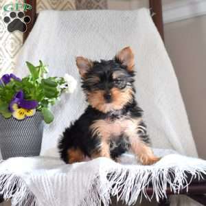Mike, Yorkie Puppy