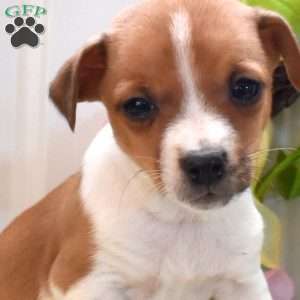 Mike, Jack Russell Terrier Puppy