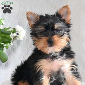 Mike, Yorkie Puppy