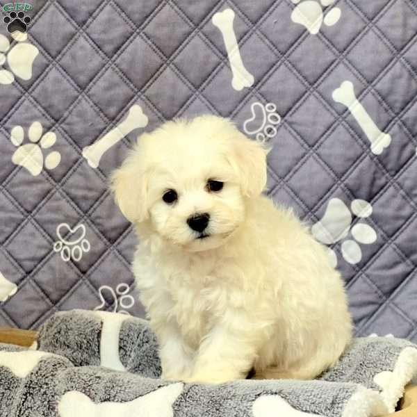 Mikey, Bichon Frise Puppy
