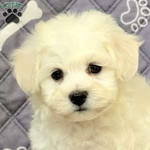 Mikey, Bichon Frise Puppy