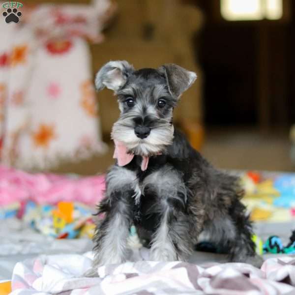 Mila, Miniature Schnauzer Puppy