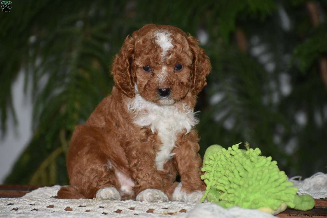 Mylan - Cavapoo Puppy For Sale in Pennsylvania