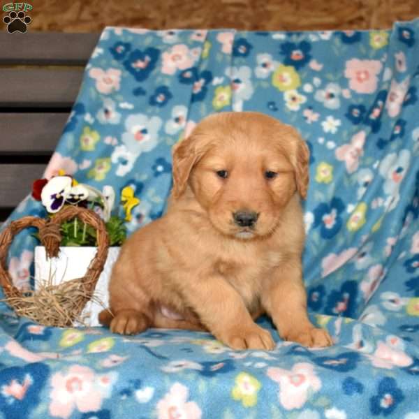 Miles, Golden Retriever Puppy