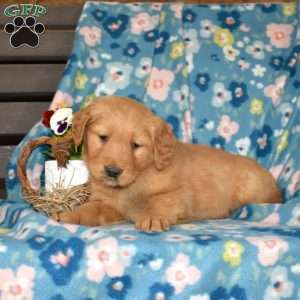 Miles, Golden Retriever Puppy