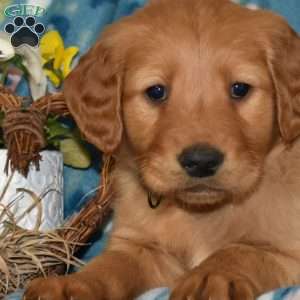 Miles, Golden Retriever Puppy