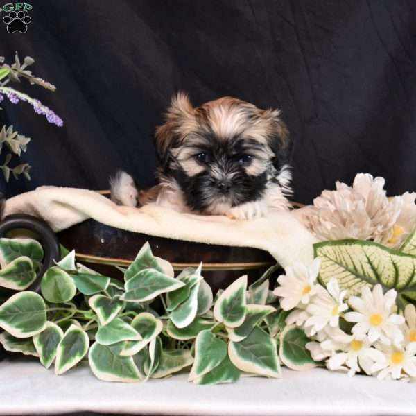 Miley, Mal-Shi Puppy