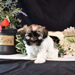 Miley, Mal-Shi Puppy