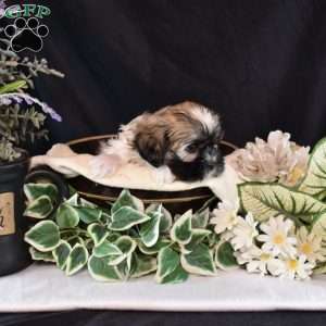 Miley, Mal-Shi Puppy