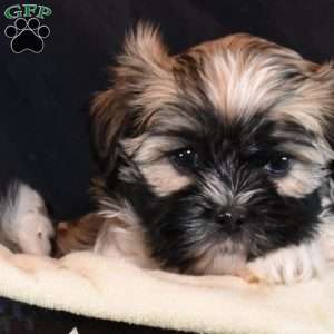 Miley, Mal-Shi Puppy