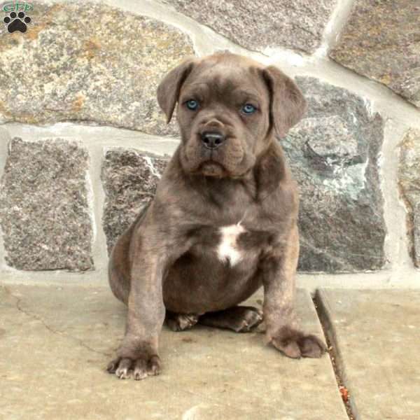 Millie, Cane Corso Puppy