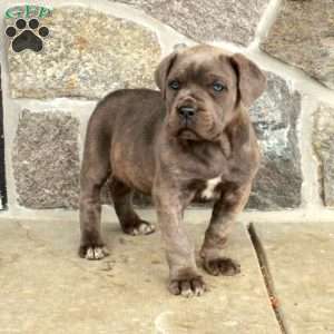 Millie, Cane Corso Puppy