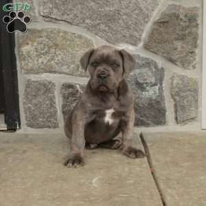 Millie, Cane Corso Puppy