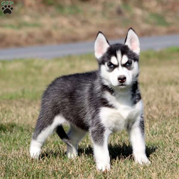 Milly, Siberian Husky Puppy