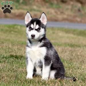 Milly, Siberian Husky Puppy