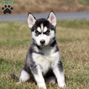 Milly, Siberian Husky Puppy