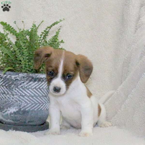 Milo, Jack Russell Mix Puppy