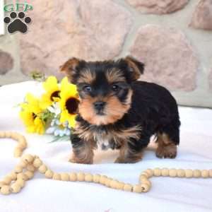Milo, Yorkie Puppy