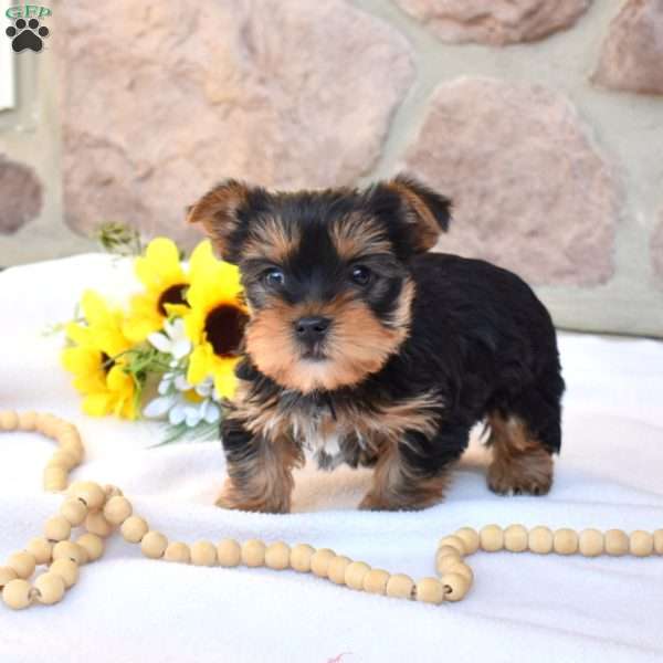 Milo, Yorkie Puppy
