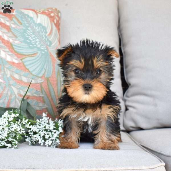 Milo, Yorkie Puppy
