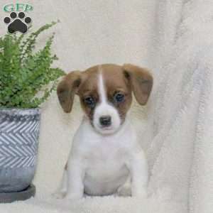 Milo, Jack Russell Mix Puppy