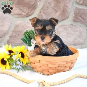 Milo, Yorkie Puppy