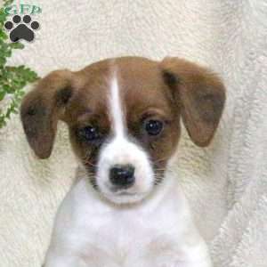 Milo, Jack Russell Mix Puppy