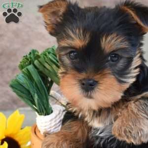 Milo, Yorkie Puppy