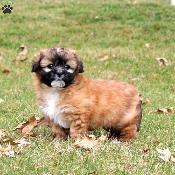 Milo, Shih Tzu Mix Puppy