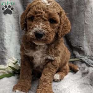 Milo, Mini Goldendoodle Puppy