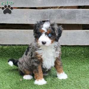 Mimsy, Mini Bernedoodle Puppy
