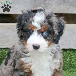 Mimsy, Mini Bernedoodle Puppy