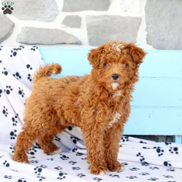 Mindy, Shih-Poo Puppy