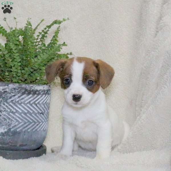 Mindy, Jack Russell Mix Puppy