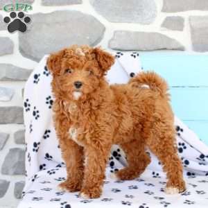 Mindy, Shih-Poo Puppy