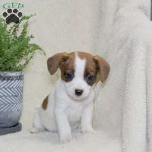 Mindy, Jack Russell Mix Puppy