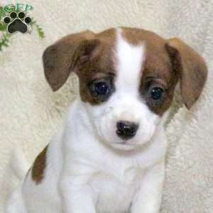 Mindy, Jack Russell Mix Puppy