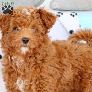 Mindy, Shih-Poo Puppy