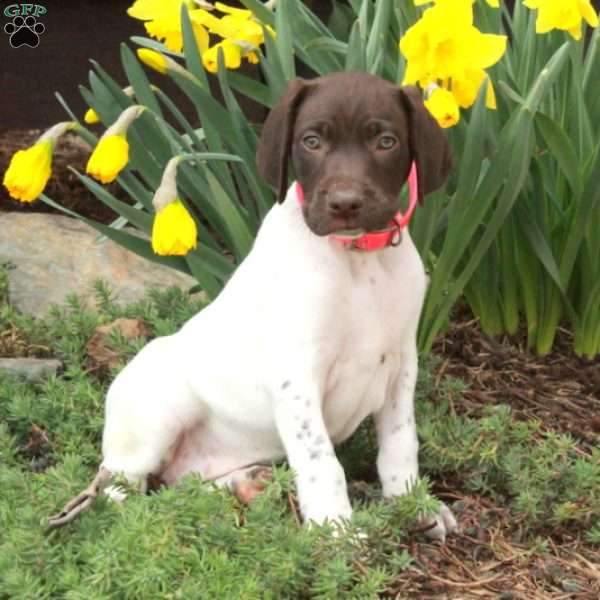 Minnie, German Shorthaired Pointer Puppy