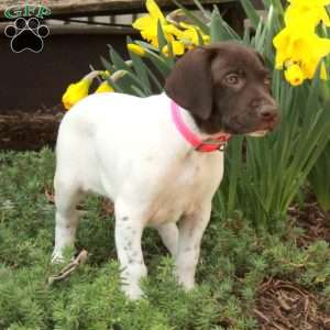 Minnie, German Shorthaired Pointer Puppy