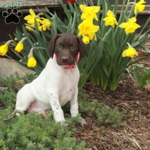 Minnie, German Shorthaired Pointer Puppy