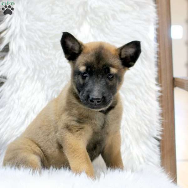 Missy, Belgian Malinois Puppy
