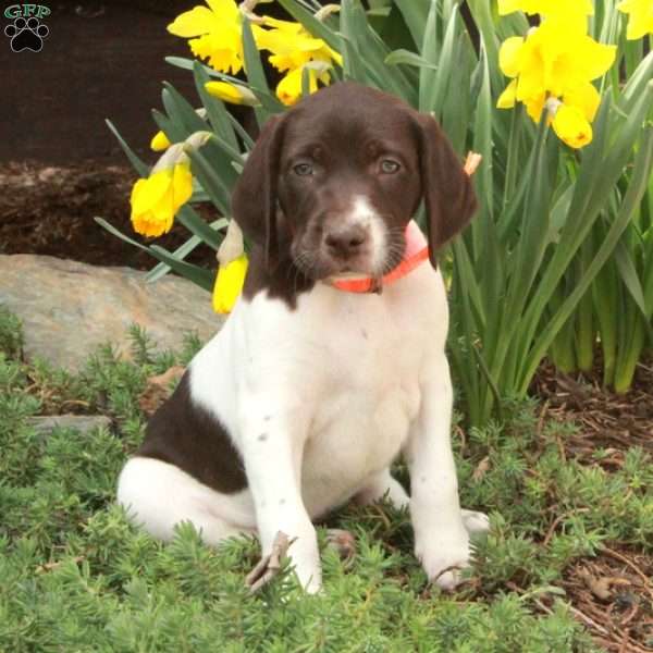 Missy, German Shorthaired Pointer Puppy