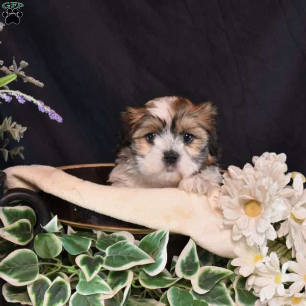 Missy, Mal-Shi Puppy