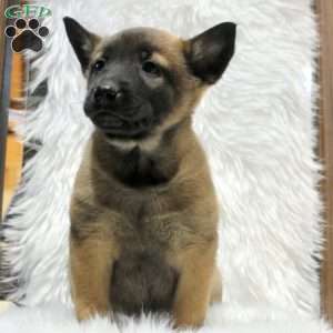 Missy, Belgian Malinois Puppy