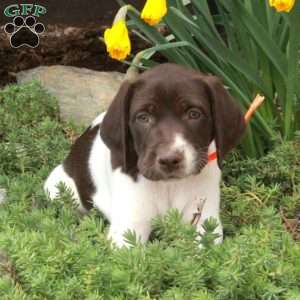 Missy, German Shorthaired Pointer Puppy